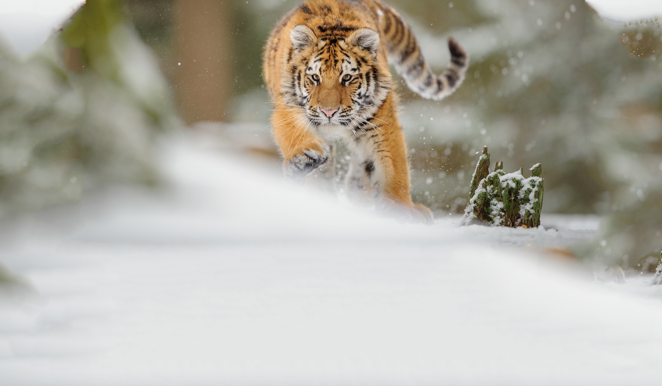  Webdesign Service Maastricht - bg768-1