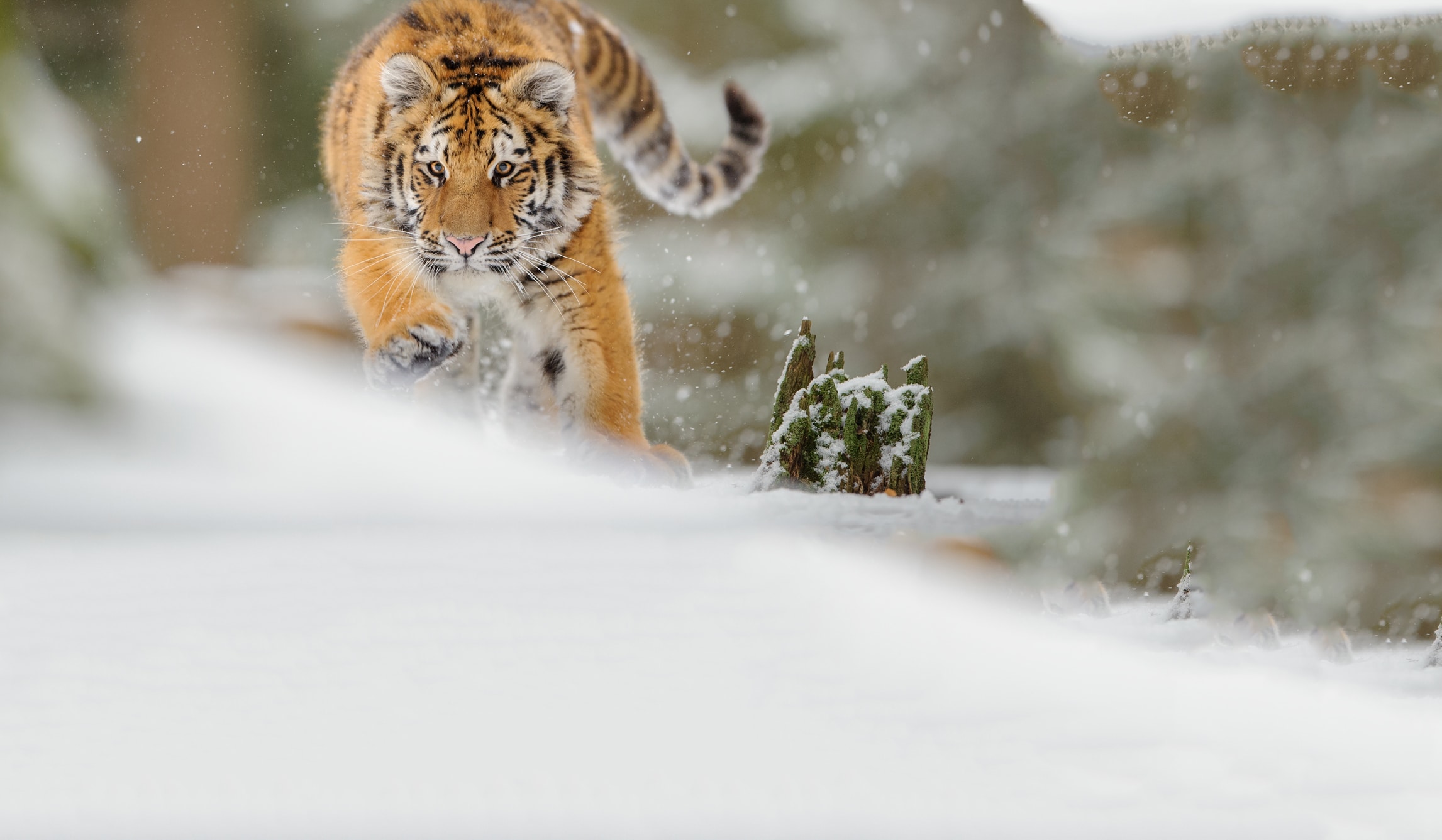 Webdesign Service Maastricht - bg968-1